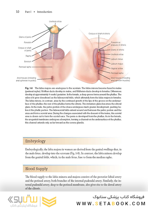 Female Cosmetic Genital Surgery: Concepts, classification and techniques 1st Edition 2017