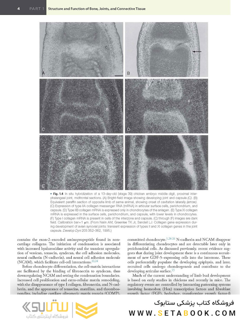 Kelley and Firestein