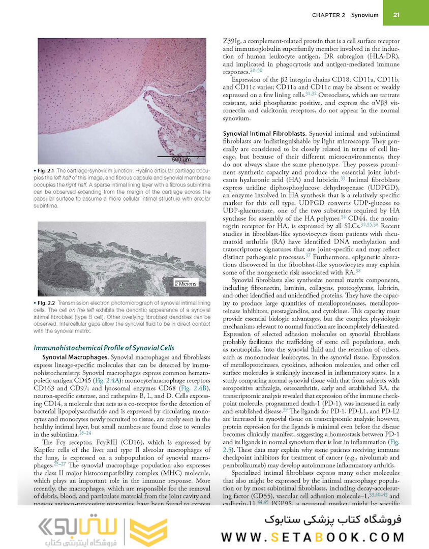 Kelley and Firestein