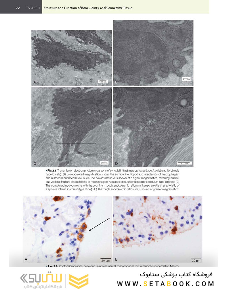 Kelley and Firestein