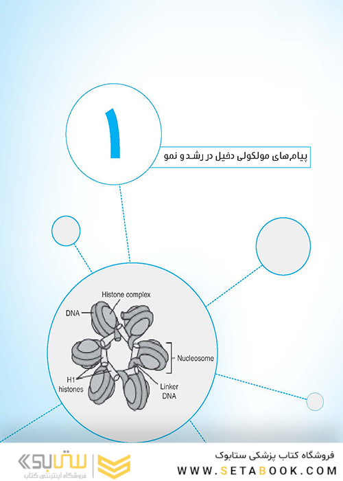 نمودارنامه جنین شناسی