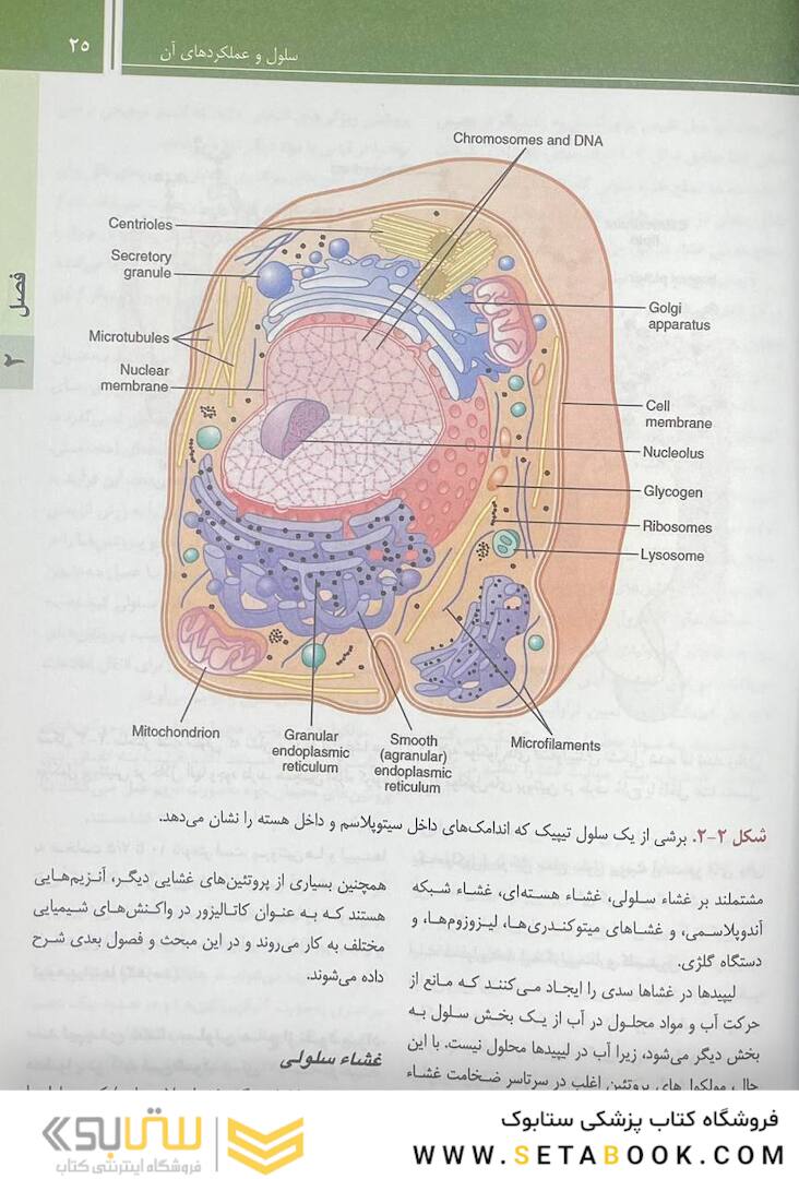 فیزیولوژی پزشکی گایتون و هال 2021 جلد1