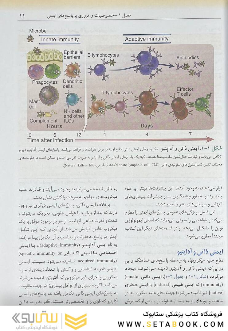 ایمونولوژی سلولی مولکولی ابوالعباس 2022 دکتر ماهرو میراحمدیان