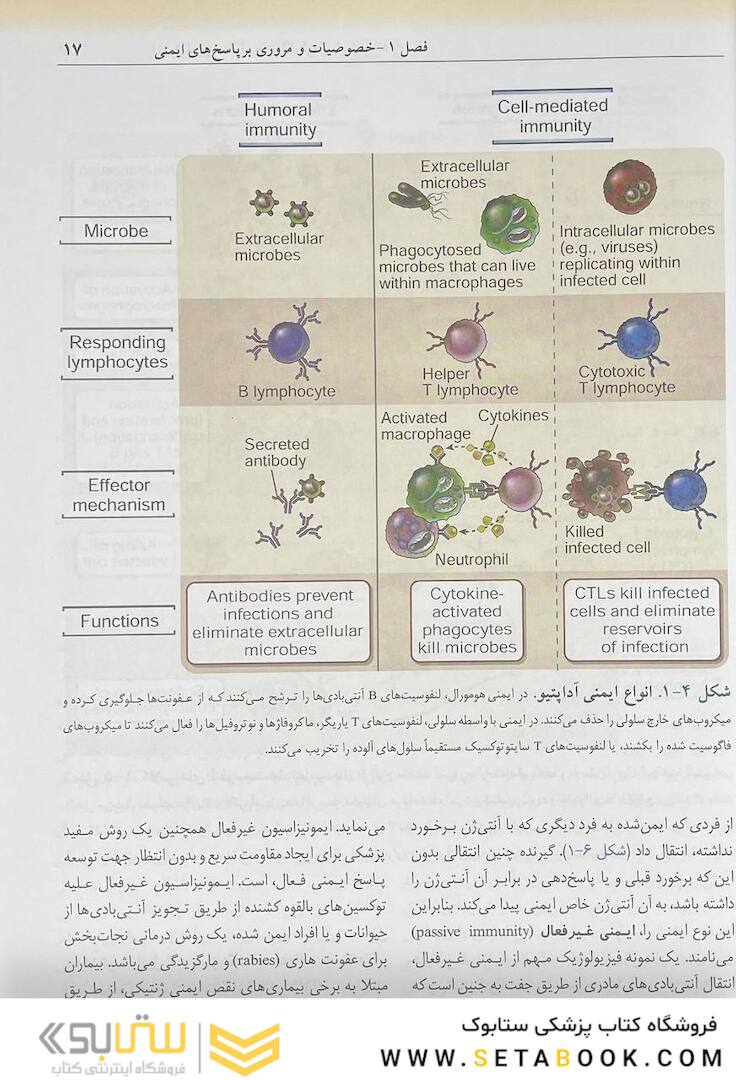 ایمونولوژی سلولی مولکولی ابوالعباس 2022 دکتر ماهرو میراحمدیان