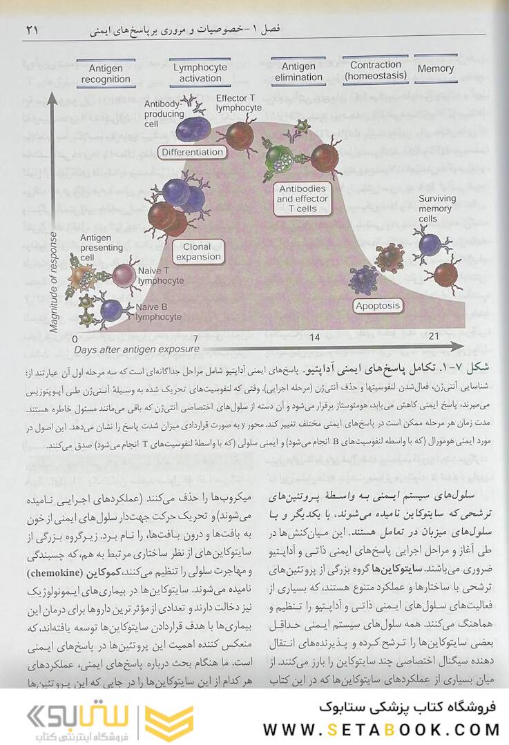 ایمونولوژی سلولی مولکولی ابوالعباس 2022 دکتر ماهرو میراحمدیان