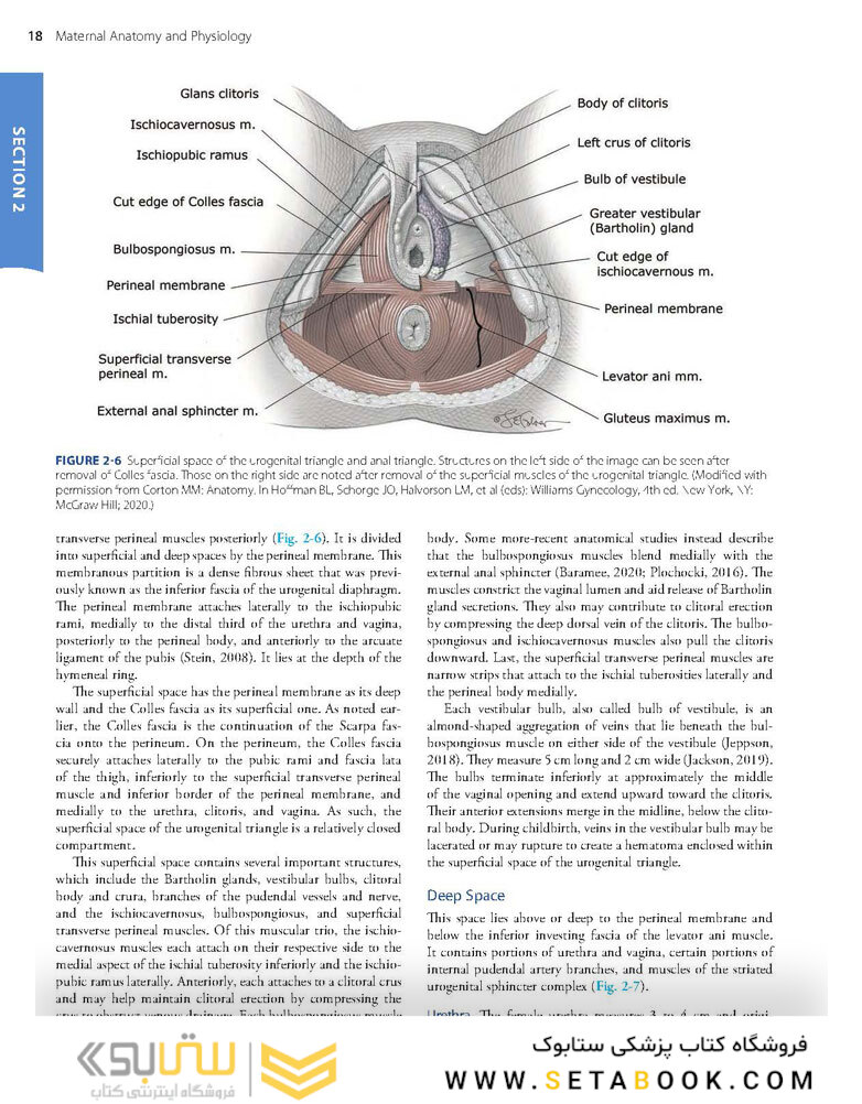 Williams Obstetrics 26th Edicion 2022