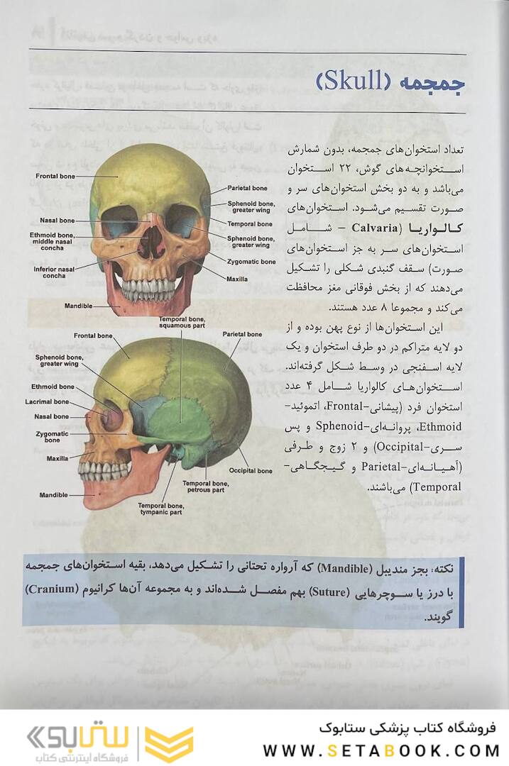 آناتومی سر و گردن و حواس ویژه