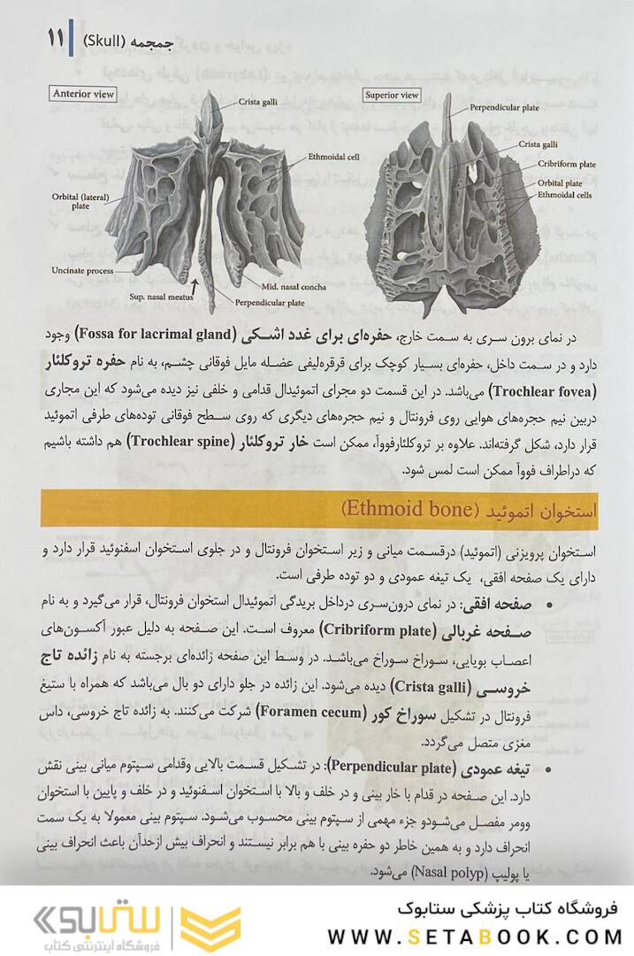 آناتومی سر و گردن و حواس ویژه