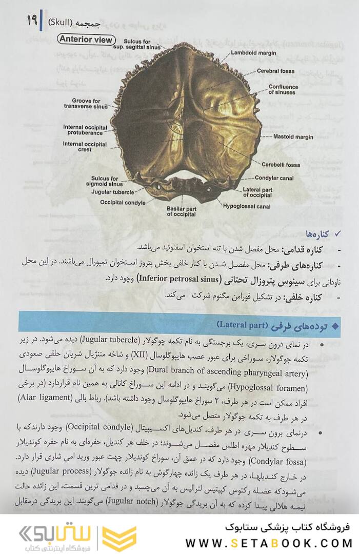 آناتومی سر و گردن و حواس ویژه