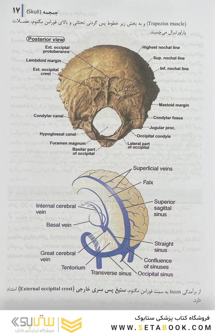 آناتومی سر و گردن و حواس ویژه