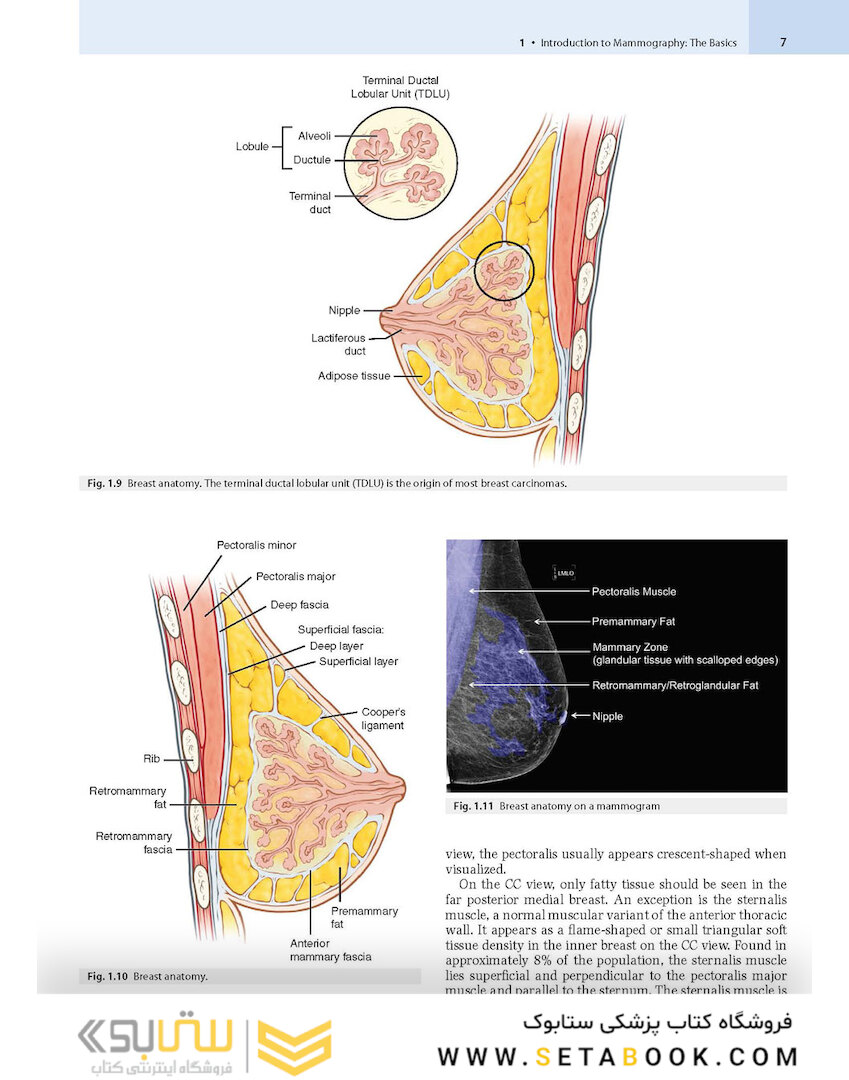 Breast Imaging : The Core Requisites 4th Edition