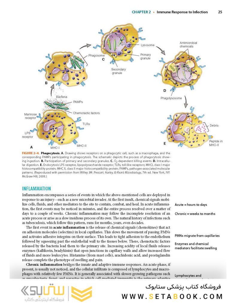 Ryan - Sherris Medical Microbiology, 8th Edicion 2022