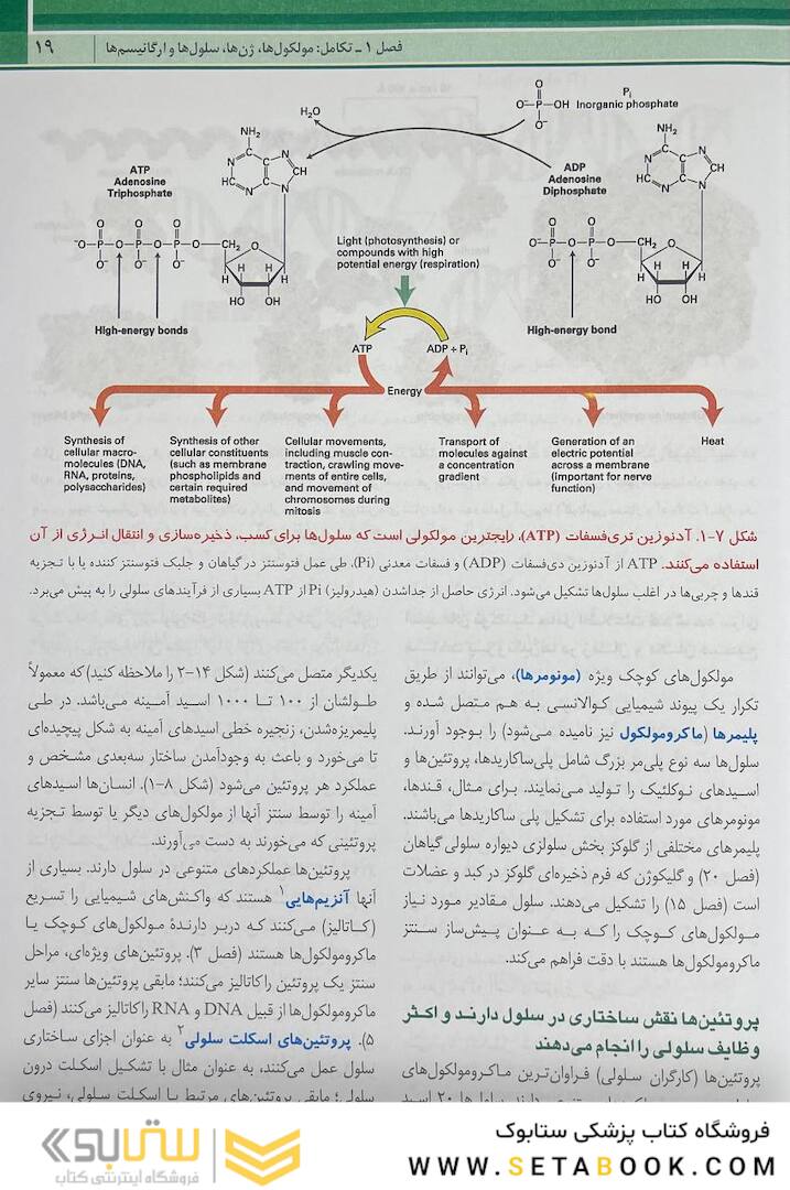 زیست شناسی سلولی مولکولی لودیش 2021 جلد 1