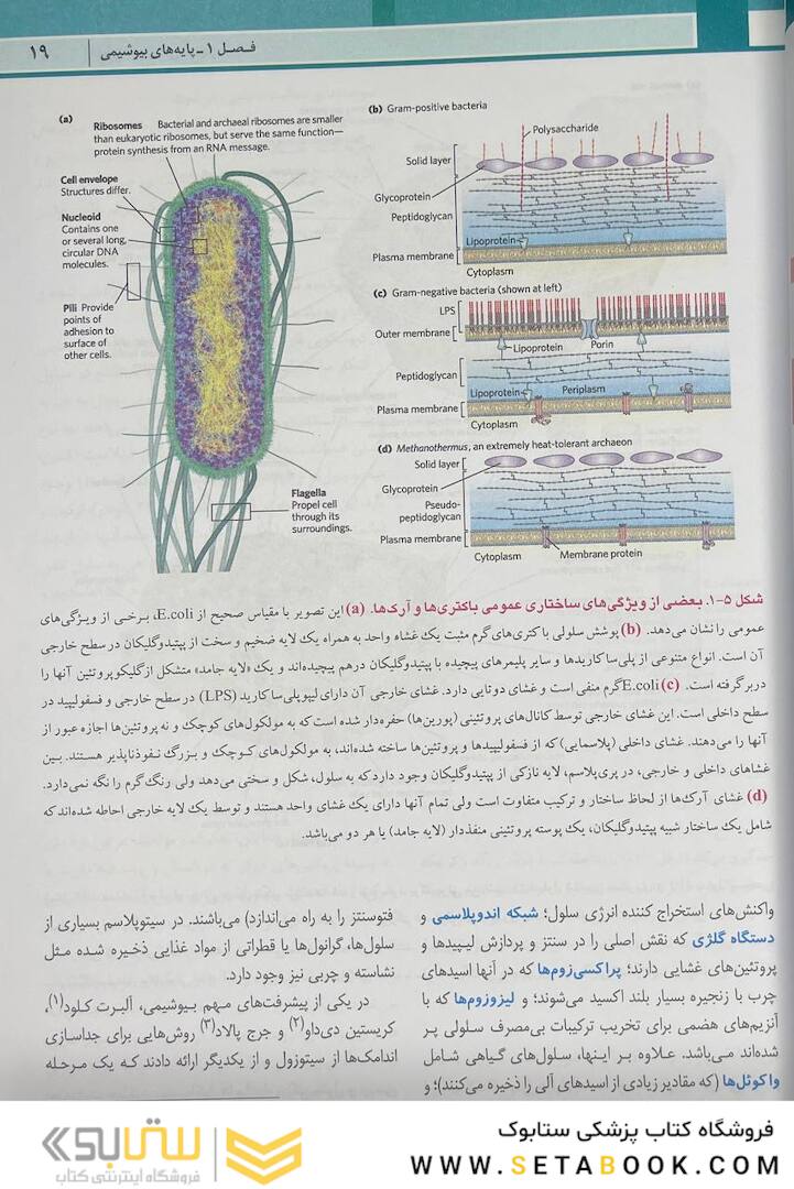 اصول بیوشیمی لنینجر 2021 ویرایش هشتم 5 استاد جلد اول