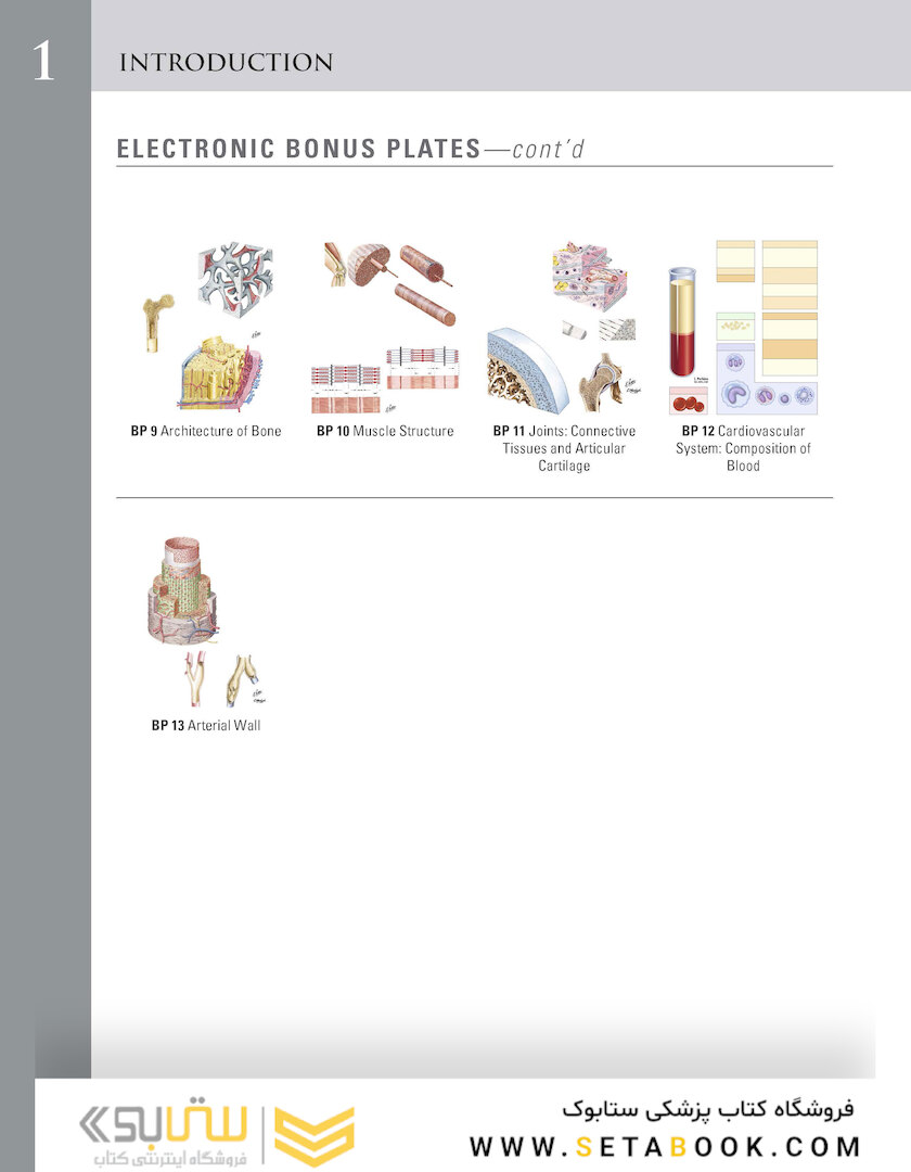 Netter Atlas of Human Anatomy: Classic Regional Approach: (Netter Basic Science) 8th Edition