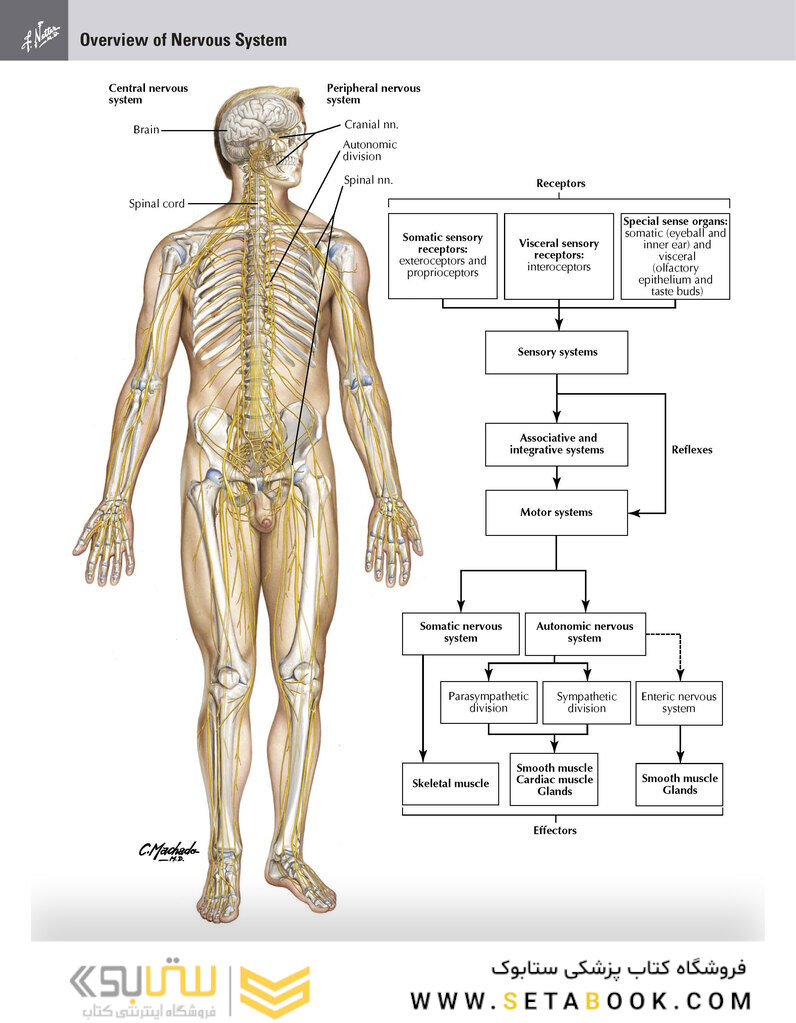 Netter Atlas of Human Anatomy: Classic Regional Approach: (Netter Basic Science) 8th Edition