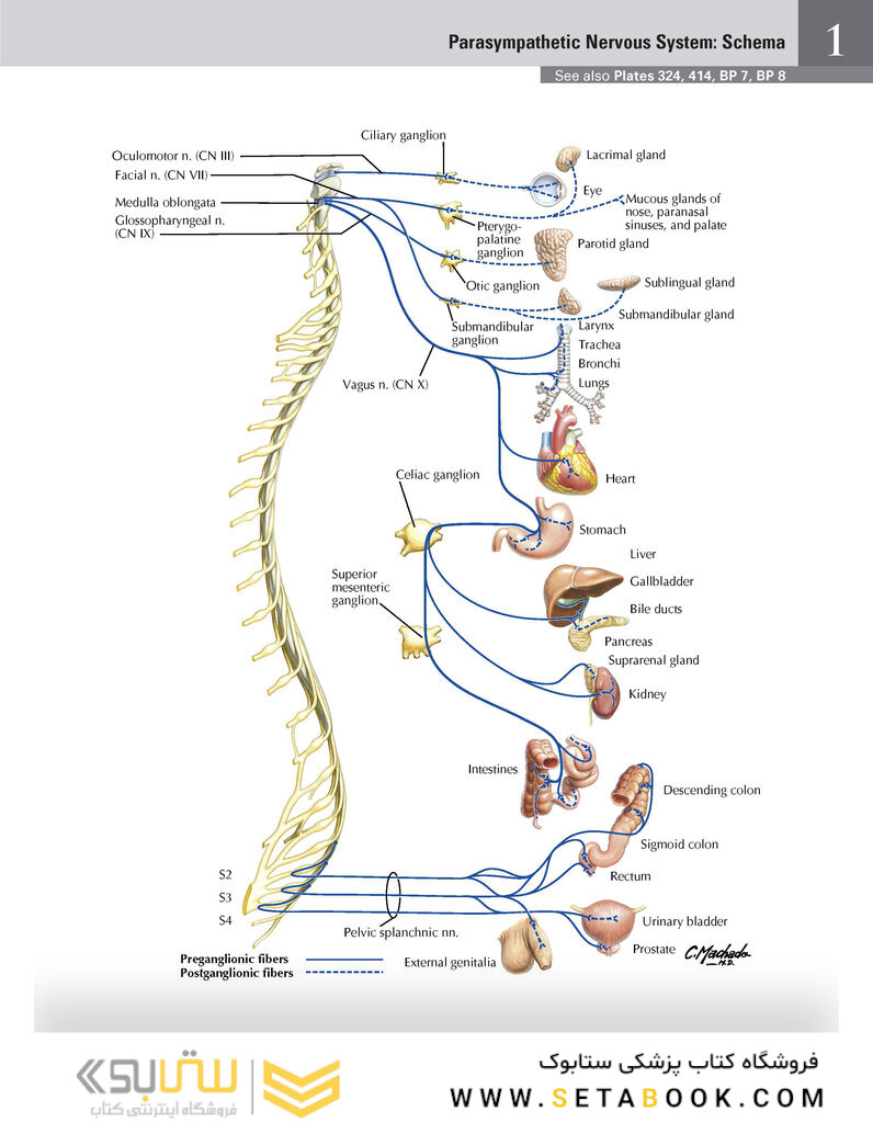 Netter Atlas of Human Anatomy: Classic Regional Approach: (Netter Basic Science) 8th Edition