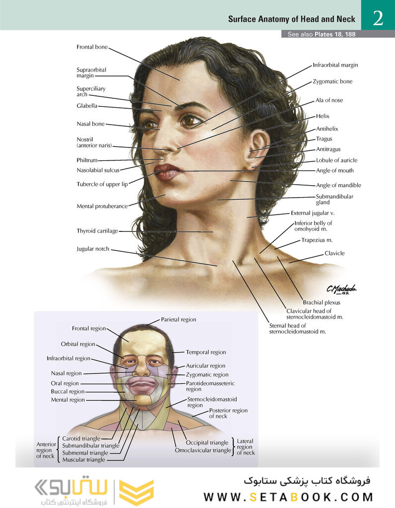 Netter Atlas of Human Anatomy: Classic Regional Approach: (Netter Basic Science) 8th Edition
