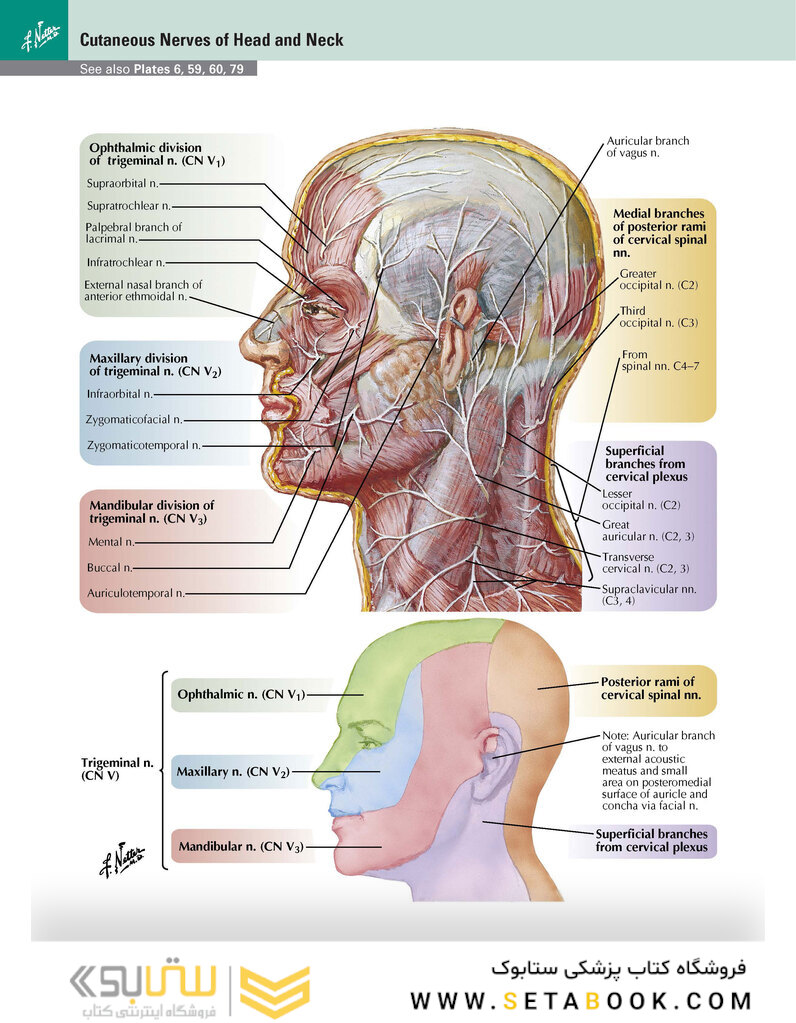 Netter Atlas of Human Anatomy: Classic Regional Approach: (Netter Basic Science) 8th Edition