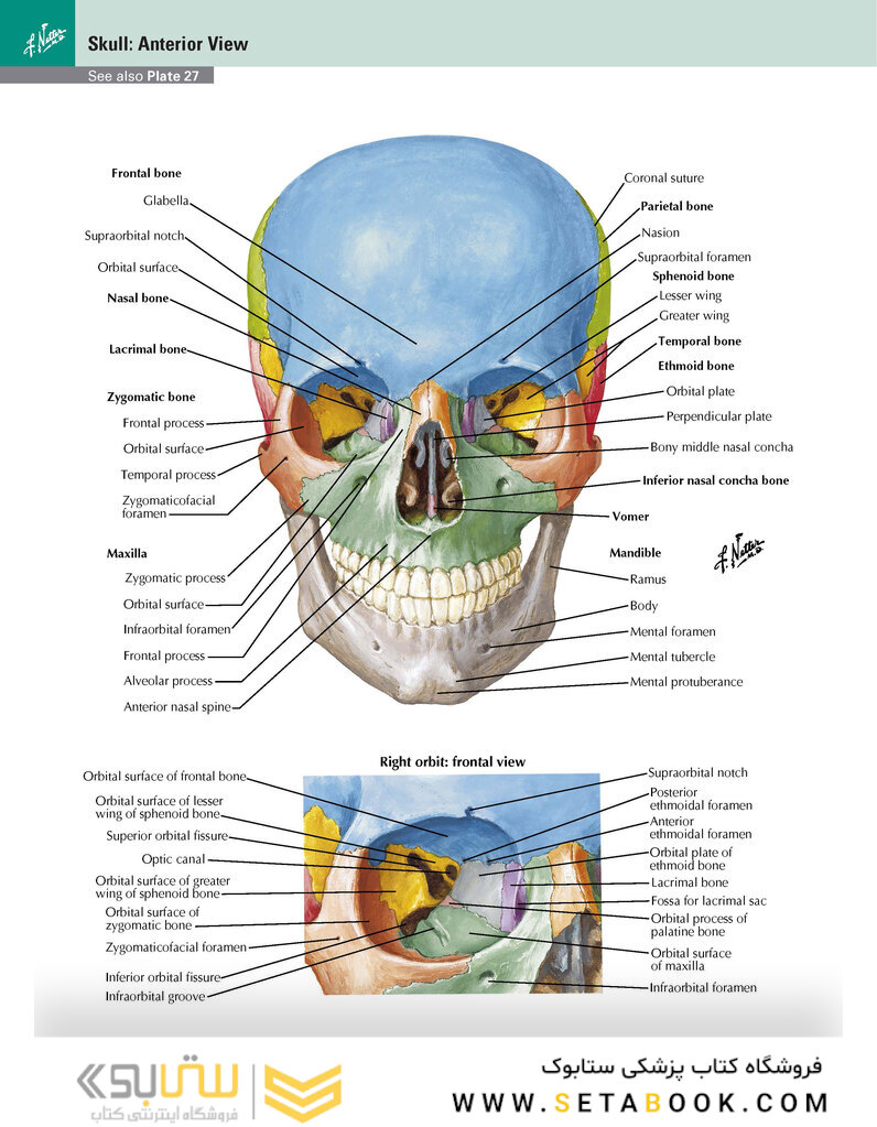 Netter Atlas of Human Anatomy: Classic Regional Approach: (Netter Basic Science) 8th Edition