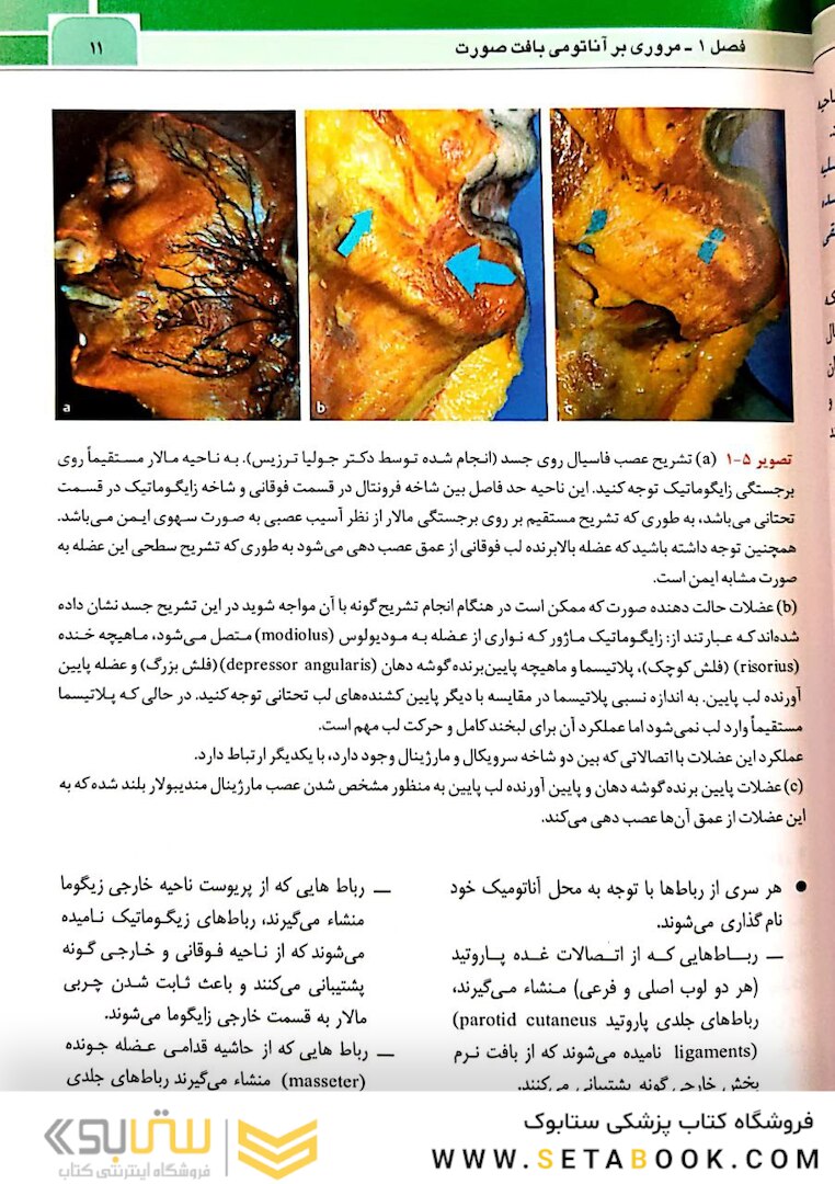 نواحی خطر صورت در پروسیجرهای زیبایی