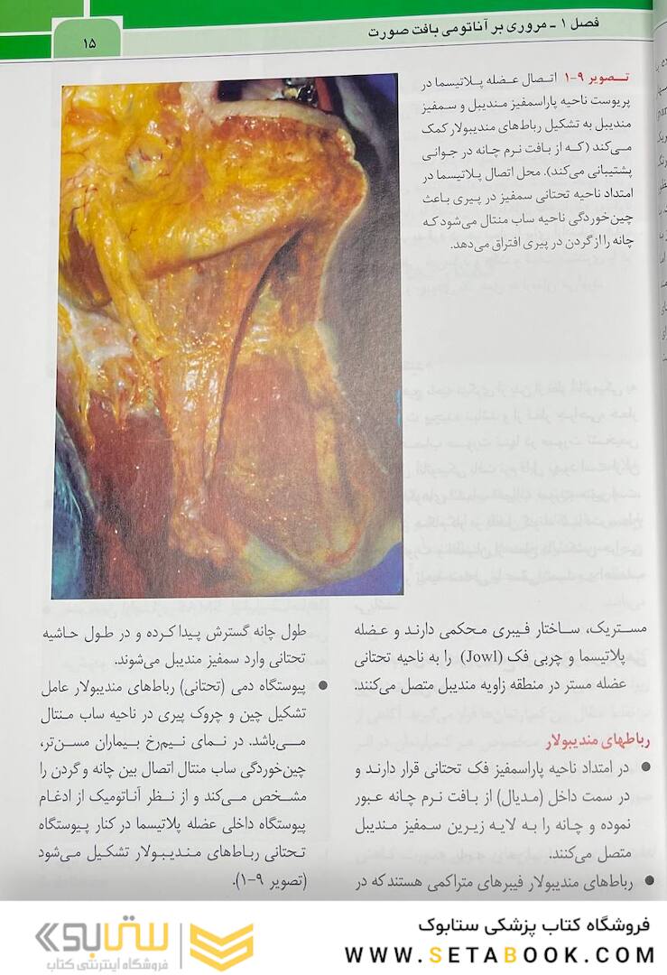 نواحی خطر صورت در پروسیجرهای زیبایی