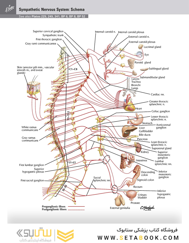 Netter Atlas of Human Anatomy: Classic Regional Approach: (Netter Basic Science) 8th Edition