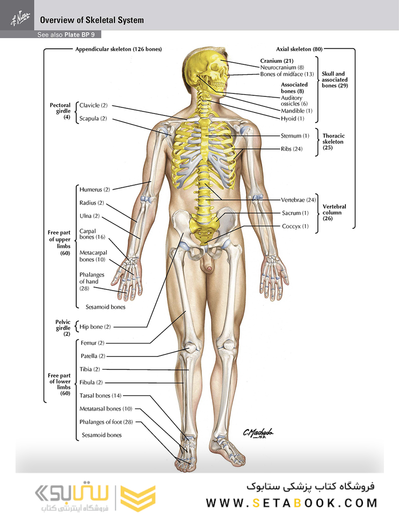 Netter Atlas of Human Anatomy: Classic Regional Approach: (Netter Basic Science) 8th Edition