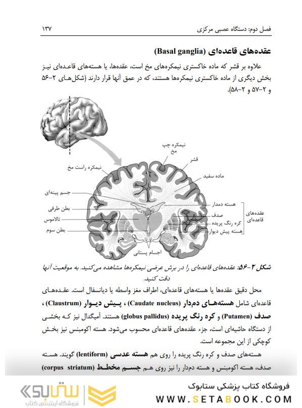 آناتومی دستگاه عصبی