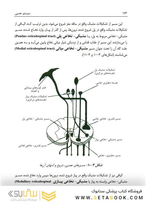 آناتومی دستگاه عصبی