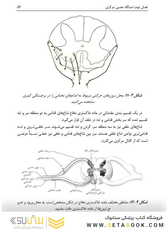آناتومی دستگاه عصبی