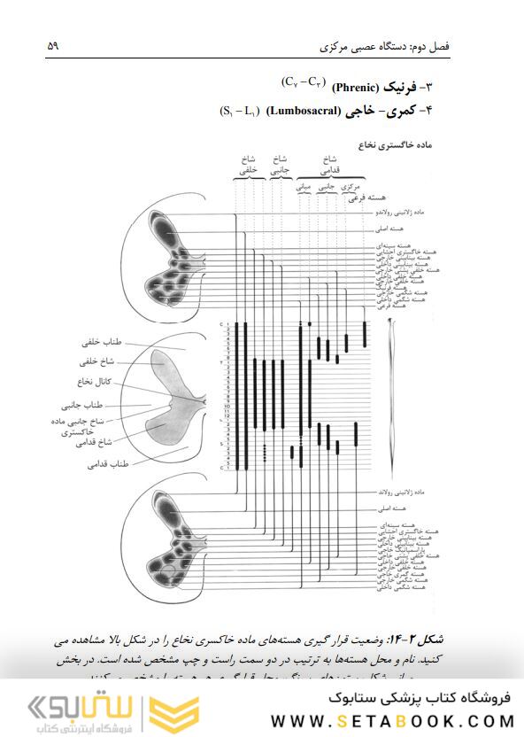 آناتومی دستگاه عصبی