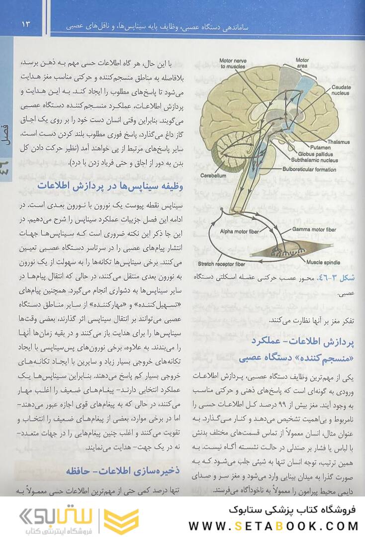 فیزیولوژی پزشکی گایتون و هال 2021 جلد2