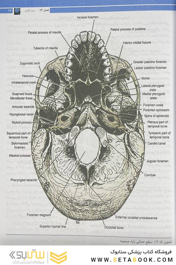 آناتومی بالینی اسنل 2019 سر و گردن جلد 3