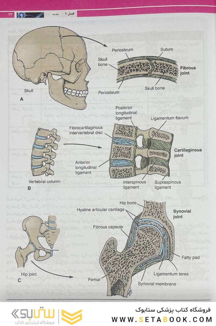 آناتومی بالینی اسنل 2019 تنه جلد1