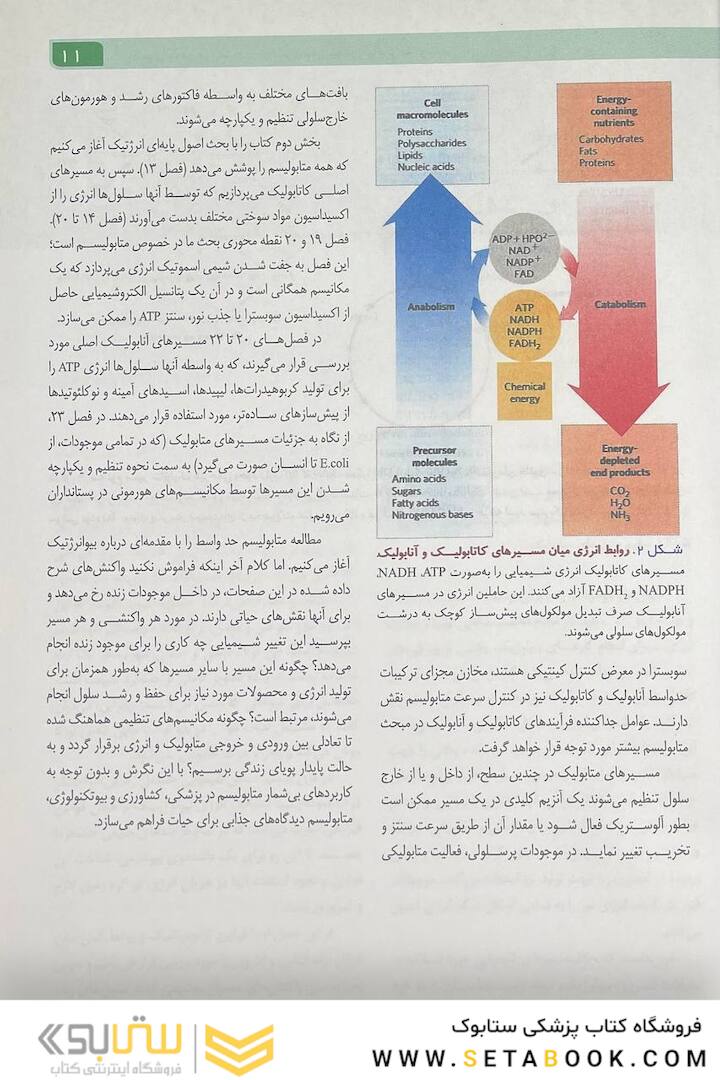 اصول بیوشیمی لنینجر 2021 جلد دوم