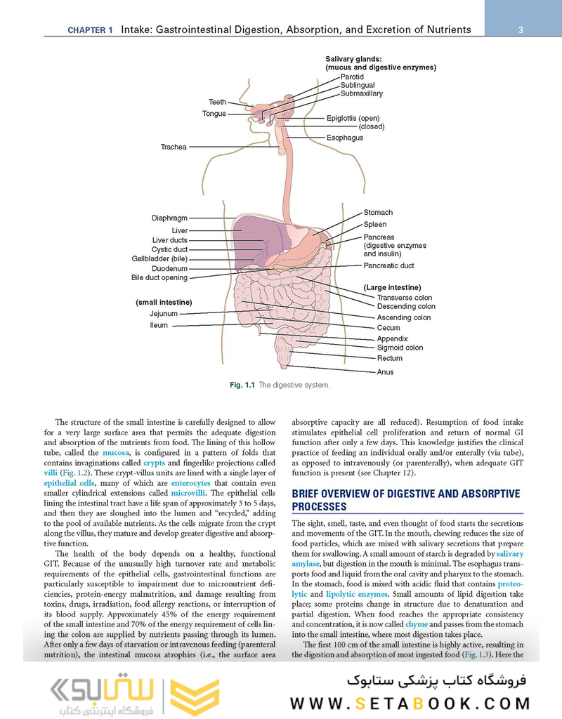 Krause and Mahan’s Food - the Nutrition Care Process, 15th Edition