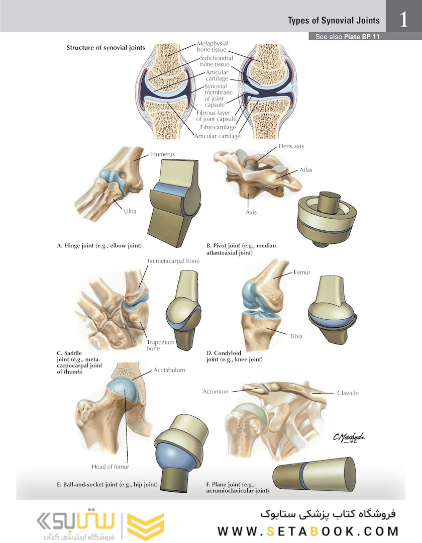 Netter Atlas of HUMAN ANATOMY 8e + Appendix (گلاسه) 2022