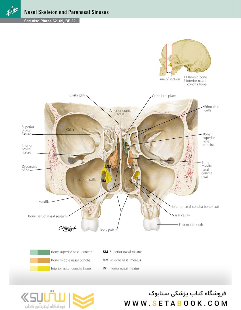 Netter Atlas of HUMAN ANATOMY 8e + Appendix (گلاسه) 2022