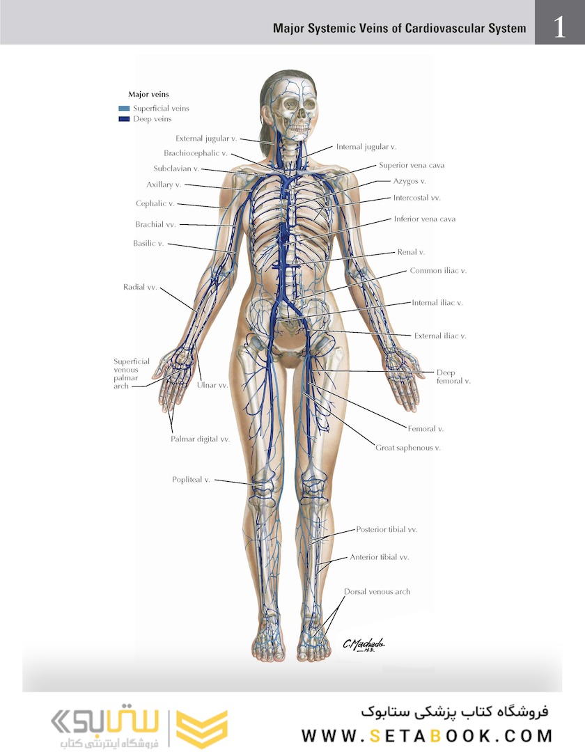 Netter Atlas of HUMAN ANATOMY 8e + Appendix (تحریر) 2023