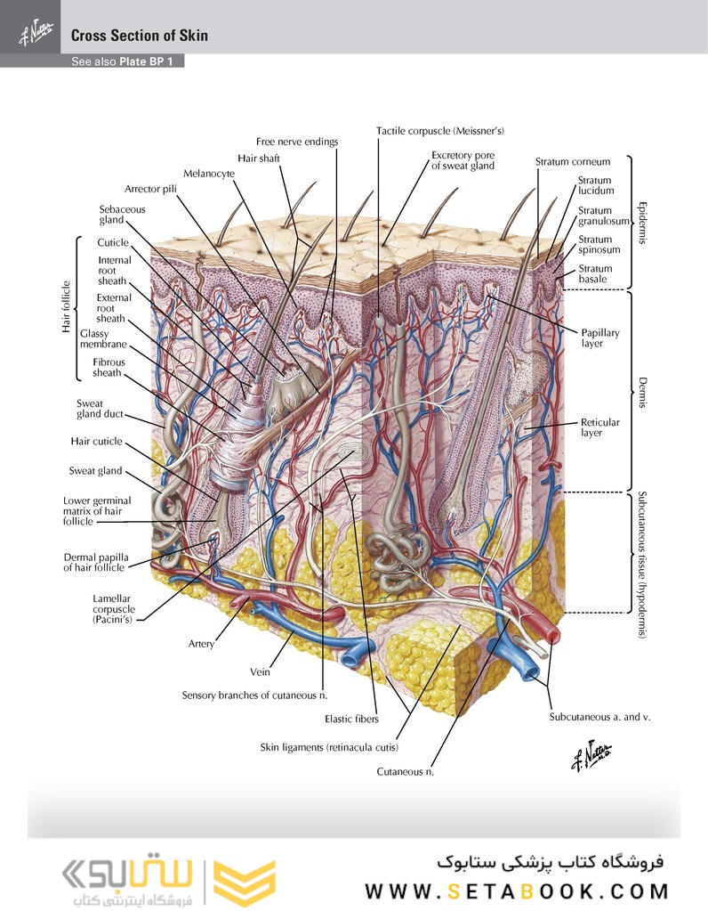 Netter Atlas of HUMAN ANATOMY 8e + Appendix (اپندکس - تحریر )
