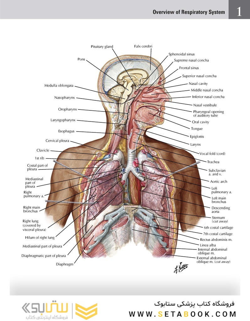Netter Atlas of HUMAN ANATOMY 8e + Appendix (اپندکس - تحریر )