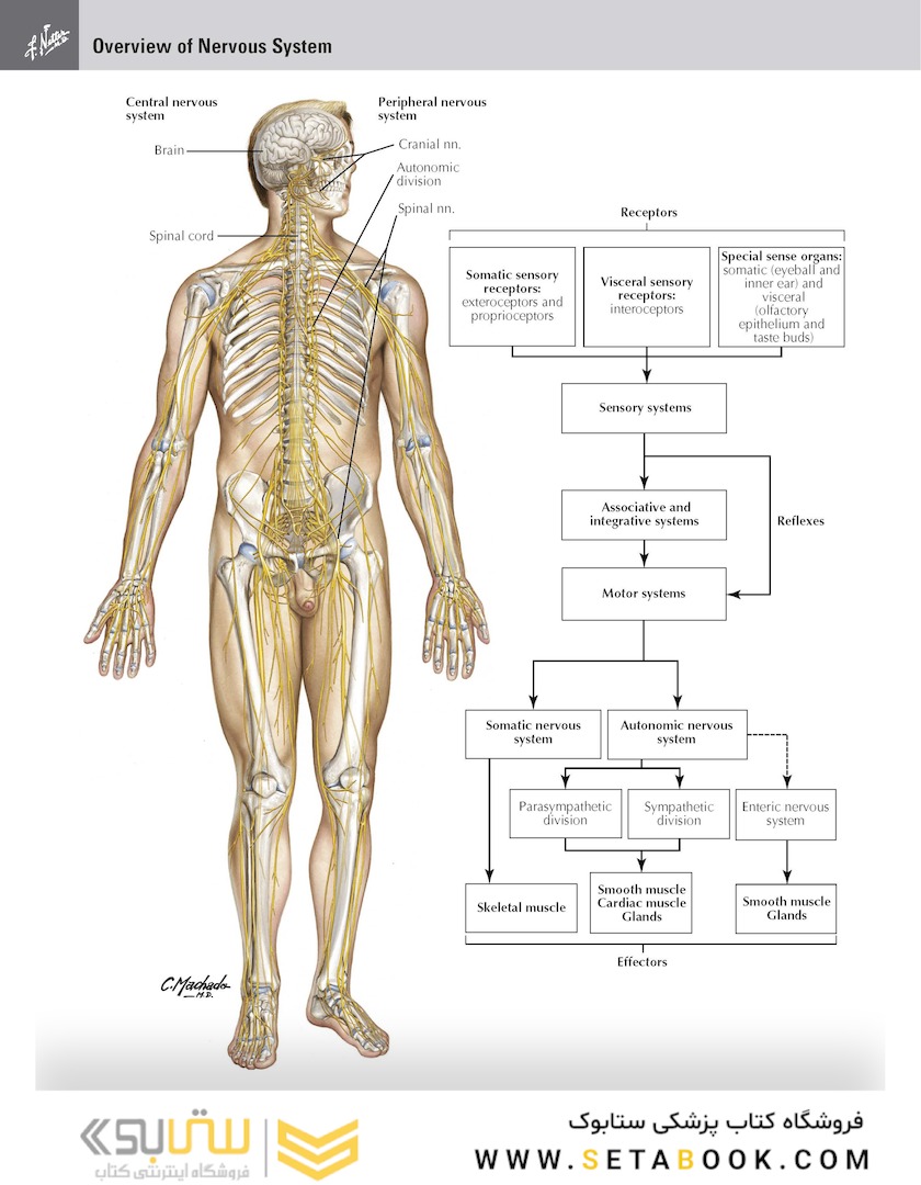 Netter Atlas of HUMAN ANATOMY 8e + Appendix (گلاسه +  اپندیکس) 2022