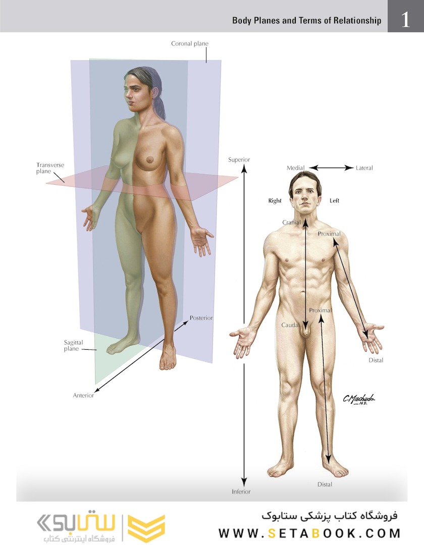 Netter Atlas of HUMAN ANATOMY 8e 2023 (گلاسه)