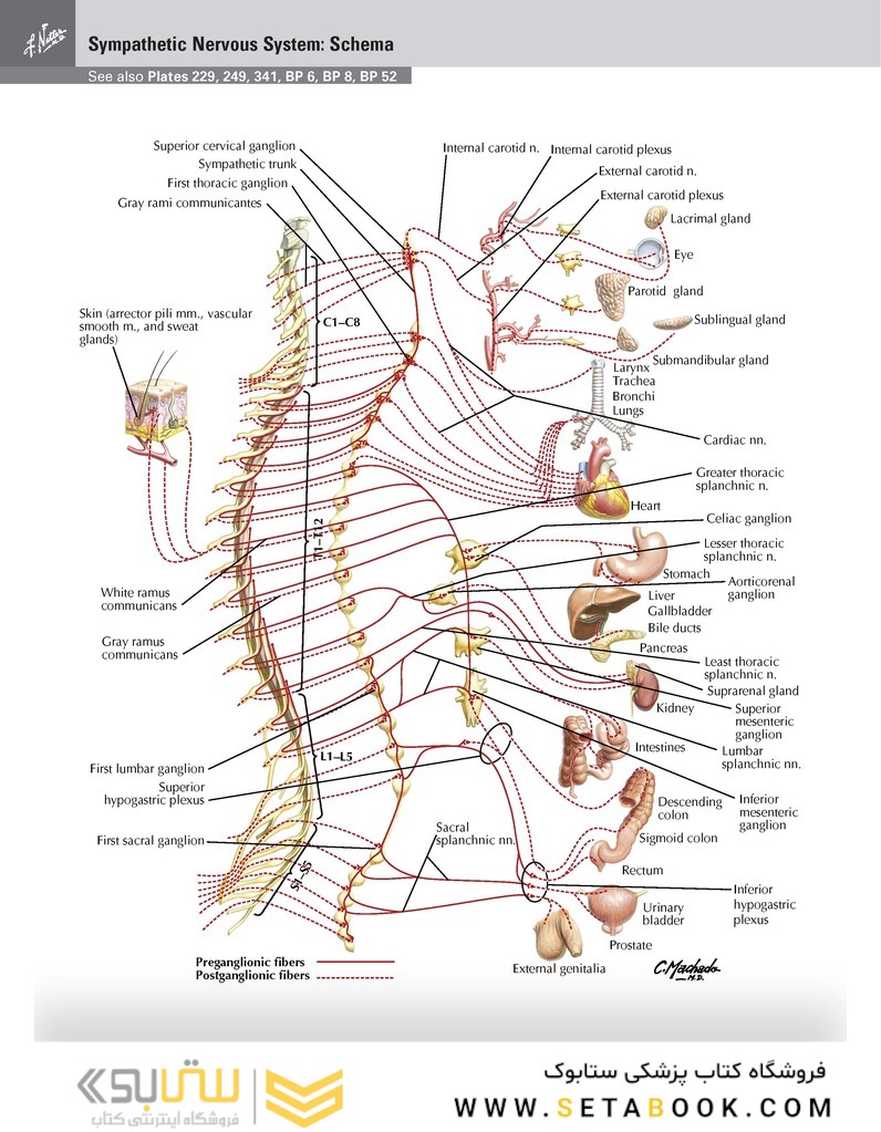 Netter Atlas of HUMAN ANATOMY 8e 2023 (گلاسه)