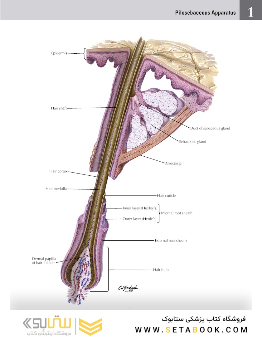 Netter Atlas of HUMAN ANATOMY 8e 2023 (گلاسه)