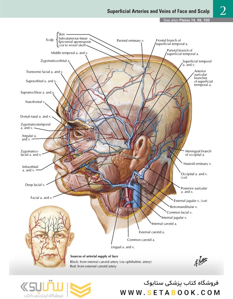 Netter Atlas of HUMAN ANATOMY 8e 2023 (گلاسه)