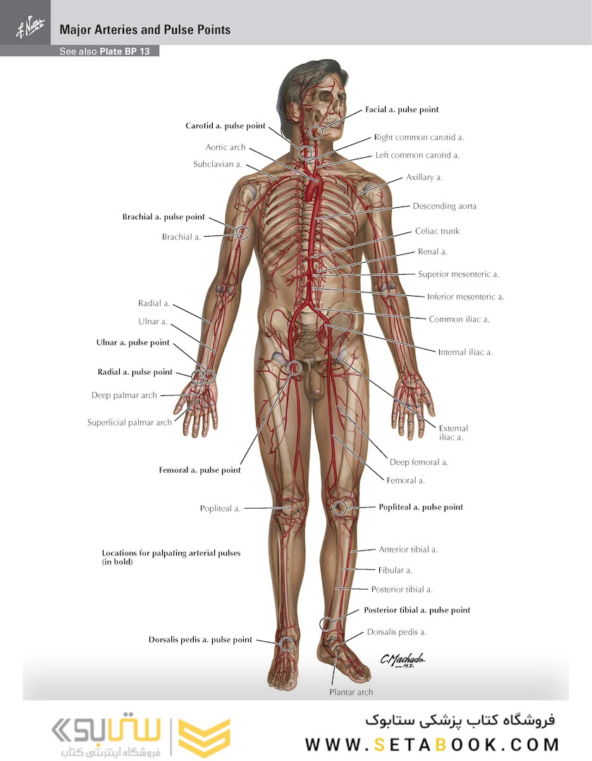 Netter Atlas of HUMAN ANATOMY 8e 2023 (گلاسه)