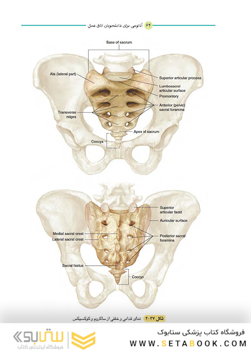 آناتومی برای دانشجویان اتاق عمل جلد 1 (با رویکرد بالینی و جراحی)