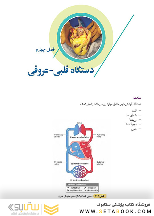 آناتومی برای دانشجویان اتاق عمل جلد 1 (با رویکرد بالینی و جراحی)